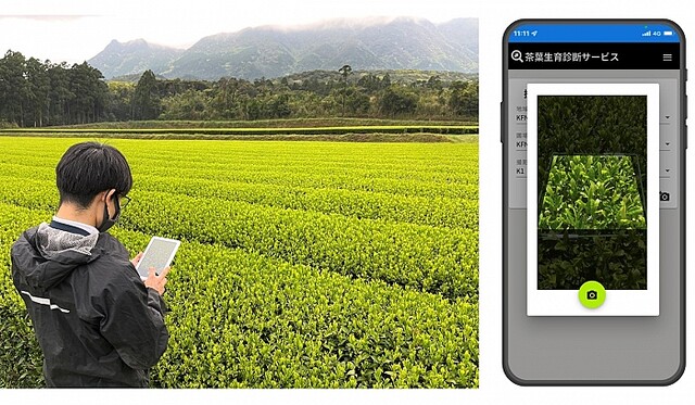 伊藤園、AI画像解析で茶葉の摘採時期を判断 富士通と共同で技術開発