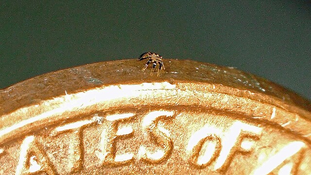 体の中でちっちゃな蜘蛛がウゴウゴ… 世界最小のRCナノロボ