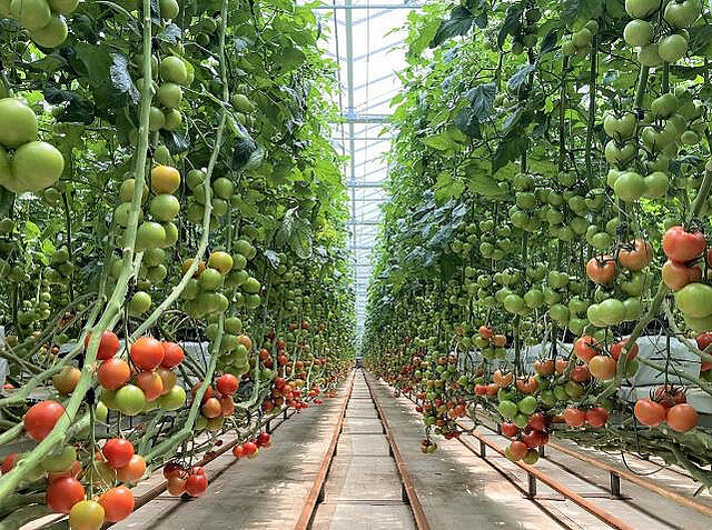 カゴメ、AIで生鮮トマト″数週間先″の収量予測システム