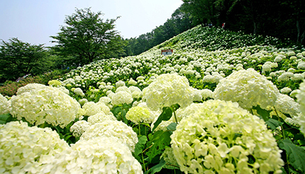 東京サマーランド、隣接アウトドア複合施設で約1万5000株が咲き誇る「あじさいまつり」開催！