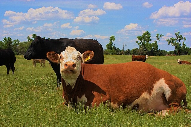 熱波で米カンザス州の牛が大量死