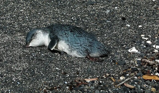 ニュージーランドでは温暖化でペンギンの子どもがバタバタ死んでいる…