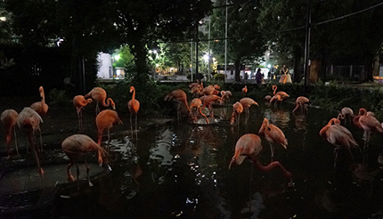 上野動物園、「夜間開園」を実施 8月11日から6日間
