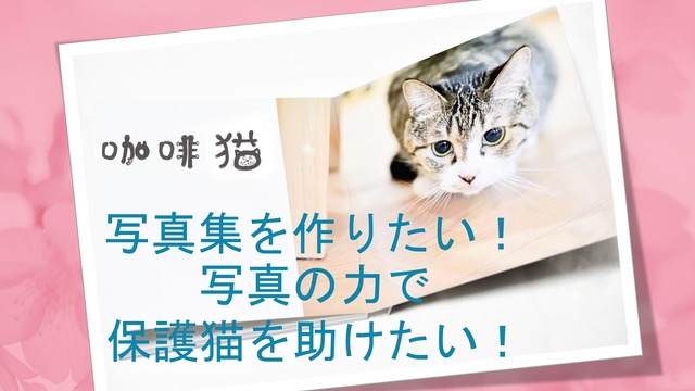 写真の力で猫を助けたい！カフェ猫写真集『珈琲猫』を製作するためのクラウドファンディング