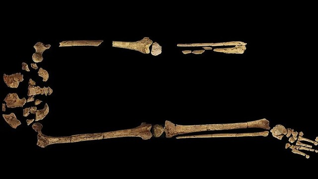 足の切断手術を受けていた約3万年前の人骨、インドネシアで発見される