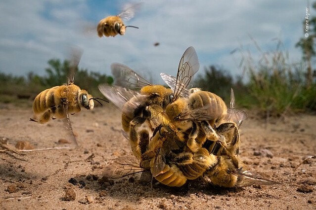 これが蜂たちのリアル。1匹のメス蜂と交尾しようと集まるたくさんのオス蜂