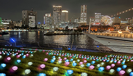 今冬、「横浜港大さん橋」に「光のローズガーデン」が出現