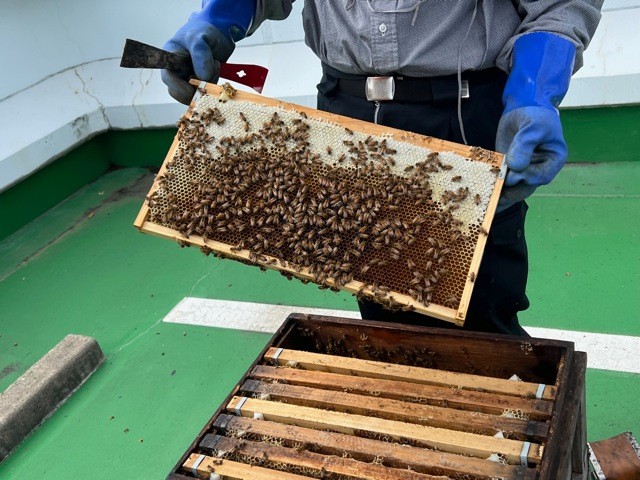 神戸のホテルで150kgのハチミツ採取に成功、上品な甘味＆花の香りが話題 風味豊かなスイーツを提供