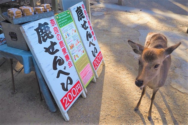 奈良公園に「鹿せんべい」自販機、露店の販売員の思いは？ 鹿への愛護は「自販機には負けない（笑）」