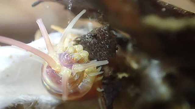 「なんてかわいい多毛類なんだ」京大のプレスリリースで深海に生息するクシエライソメを激推しする研究者コメントがかわいい