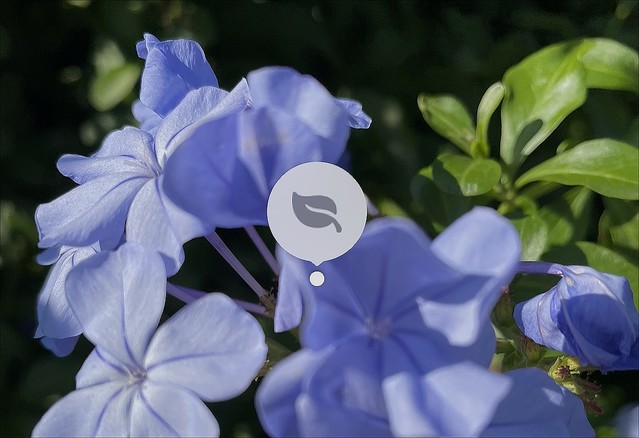 iPhoneで撮影した花の名前を調べる方法