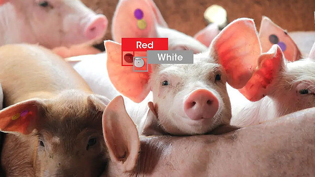 Eco-Pork、アニマルウェルフェアに対応した国内初の繁殖豚管理AI技術開発