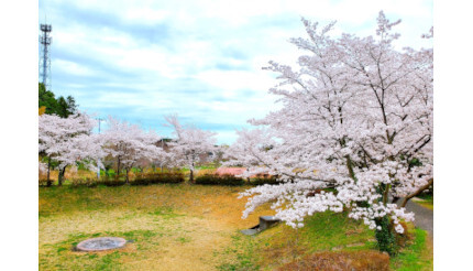 360度で桜が楽しめる「貸切お花見エリア」予約開始！ 400平方メートルの広場でBBQやグランピングも