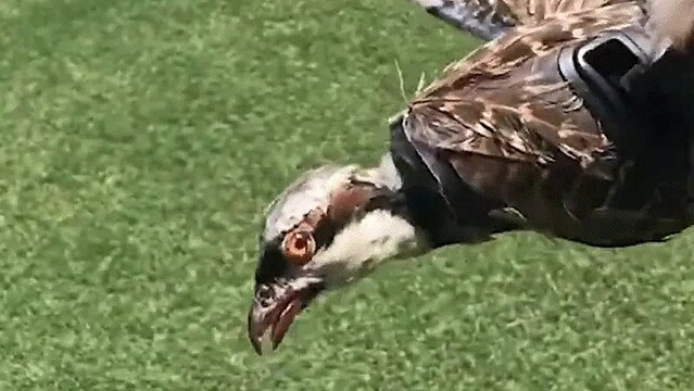 鳥のはく製でドローンを作ったらあまりにも鳥だった