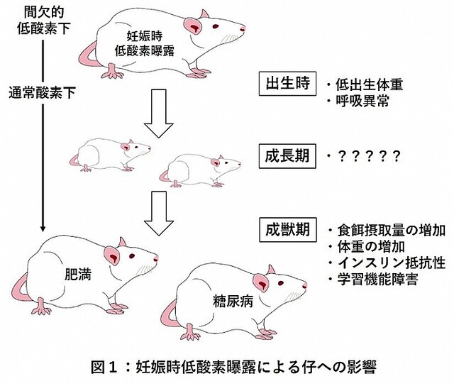 妊娠中の睡眠時無呼吸が子供に与える影響、動物実験で確認 東京医科大ら
