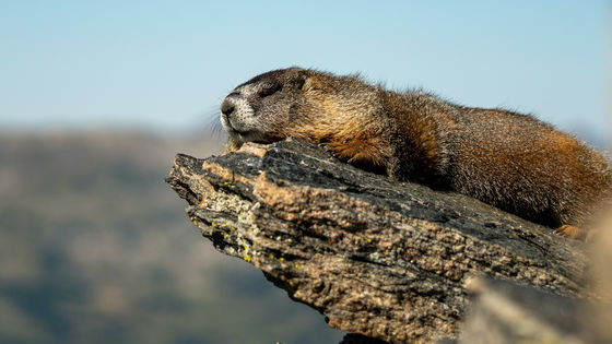 小動物の行動で天気を占う「グラウンドホッグデー」のデータを1886年分から150年以上まとめた「GROUNDHOG-DAY.com」