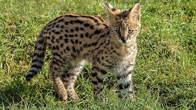 アメリカの農場に変なネコが…なんとアフリカンサーバルだった！