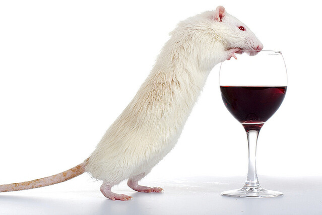 マウスで実験、酔っ払いがシラフに素早く戻れるホルモン？