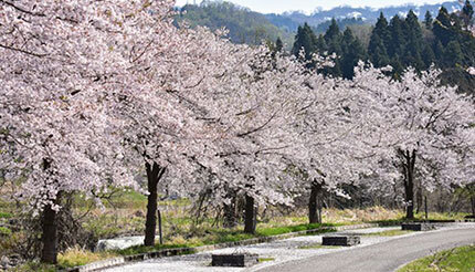 桜の名所が多い関西でお花見しよう！大阪・京都・奈良のおすすめスポット