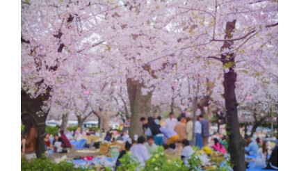 関東でおすすめの「お花見スポット」とは？普段と違う桜を楽しもう！