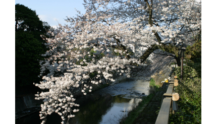 静岡・伊東市、全長3kmの「桜のトンネル」や「さくら名所100選」など鑑賞スポットがいっぱい