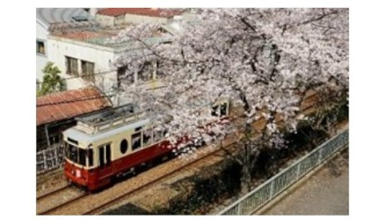 3年ぶりに「都電さくら号」運行、車内に桜をモチーフとしたステッカーを装飾