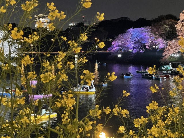 千鳥ヶ淵ボート場でボートに乗船！ライトアップされた夜桜を鑑賞【千代田区「春のプチトリップツアー」】