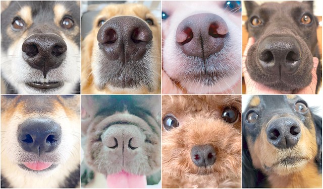 減らせ迷子犬！鼻紋をAIが解析して個体識別 愛犬家に話題のアプリ 開発元に聞いた