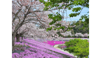 東京ドイツ村で「芝桜」が見頃、7万株の花畑が迎える