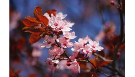 関西で春に出かけたい絶景スポット5選 映えスポットも！
