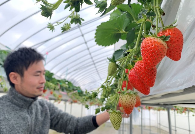 滋賀初の銘柄イチゴ「みおしずく」九州勢に挑む 強豪あまおう、さがほのか席巻する売り場へ切り込む 近江牛、近江米に続く近江ブランド目指す