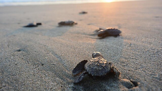 海面上昇でウミガメが産卵場所を失うかも