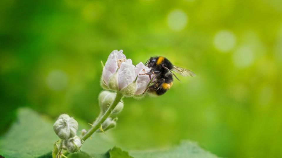 迷子になったマルハナバチは、匂いを道標にして巣に帰る