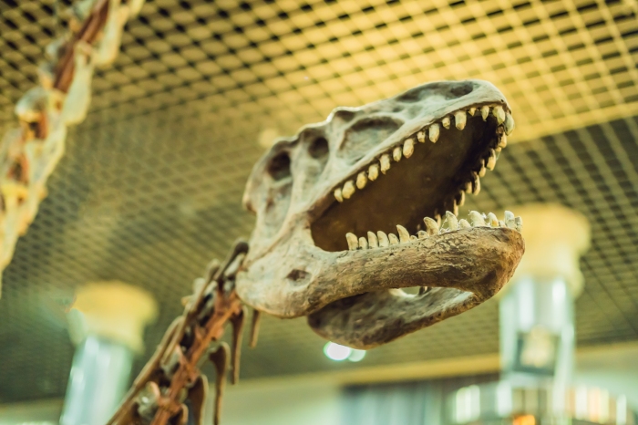 人類の祖先は恐竜と共存し、恐竜絶滅を生き延びたか 英ブリストル大学らの研究