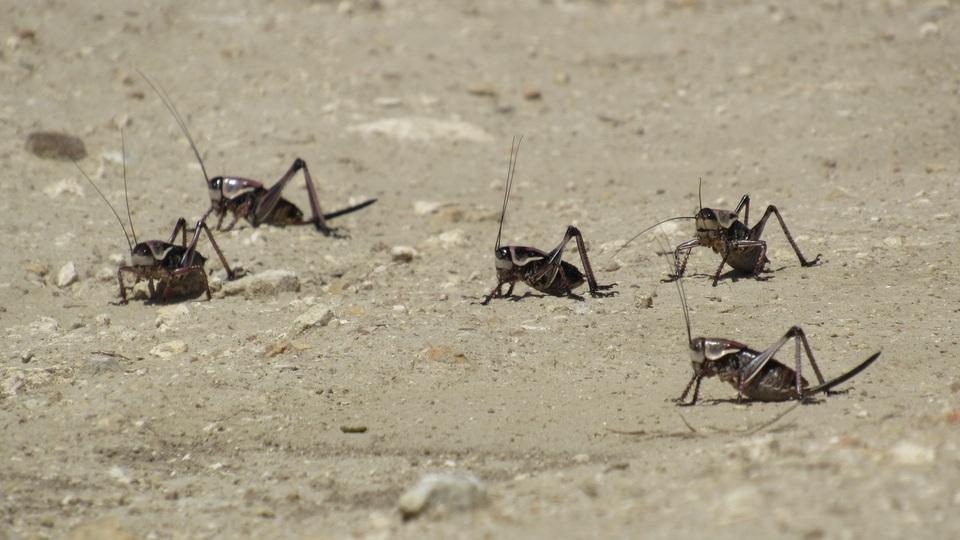 閲覧注意！ 巨大な激臭カニバリズムクリケットがアメリカで大量発生