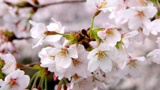 SNSに投稿された日本の「花見」の写真から桜の開花時期をマッピングする試み