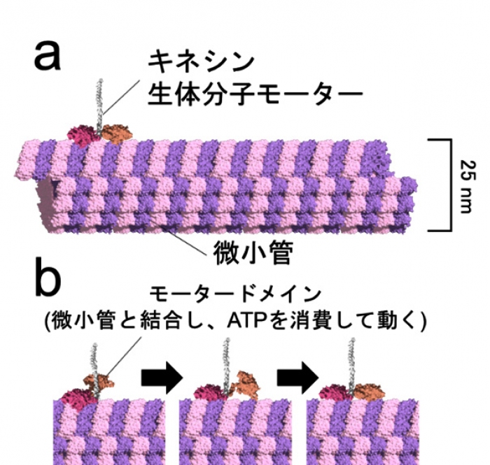 生体分子モーターを試験管内で簡単に合成 ナノテク分野など応用に弾み 京大ら