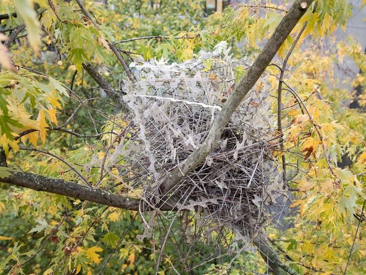 最近の野鳥、鳥避けのトゲトゲで巣作りするように