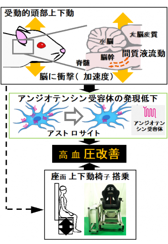 体は走らず脳だけ走って高血圧を改善? 国立障害者リハビリテーションセンターら