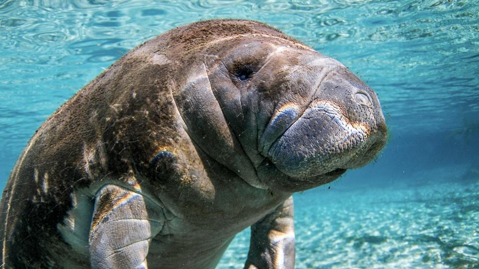 動物保護の難しさ…マナティーの死因は同性交尾による結腸裂傷だった