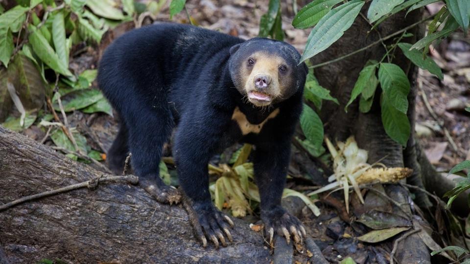 着ぐるみじゃないの？ 中国の動物園でクマがヒトそっくりの動きを披露