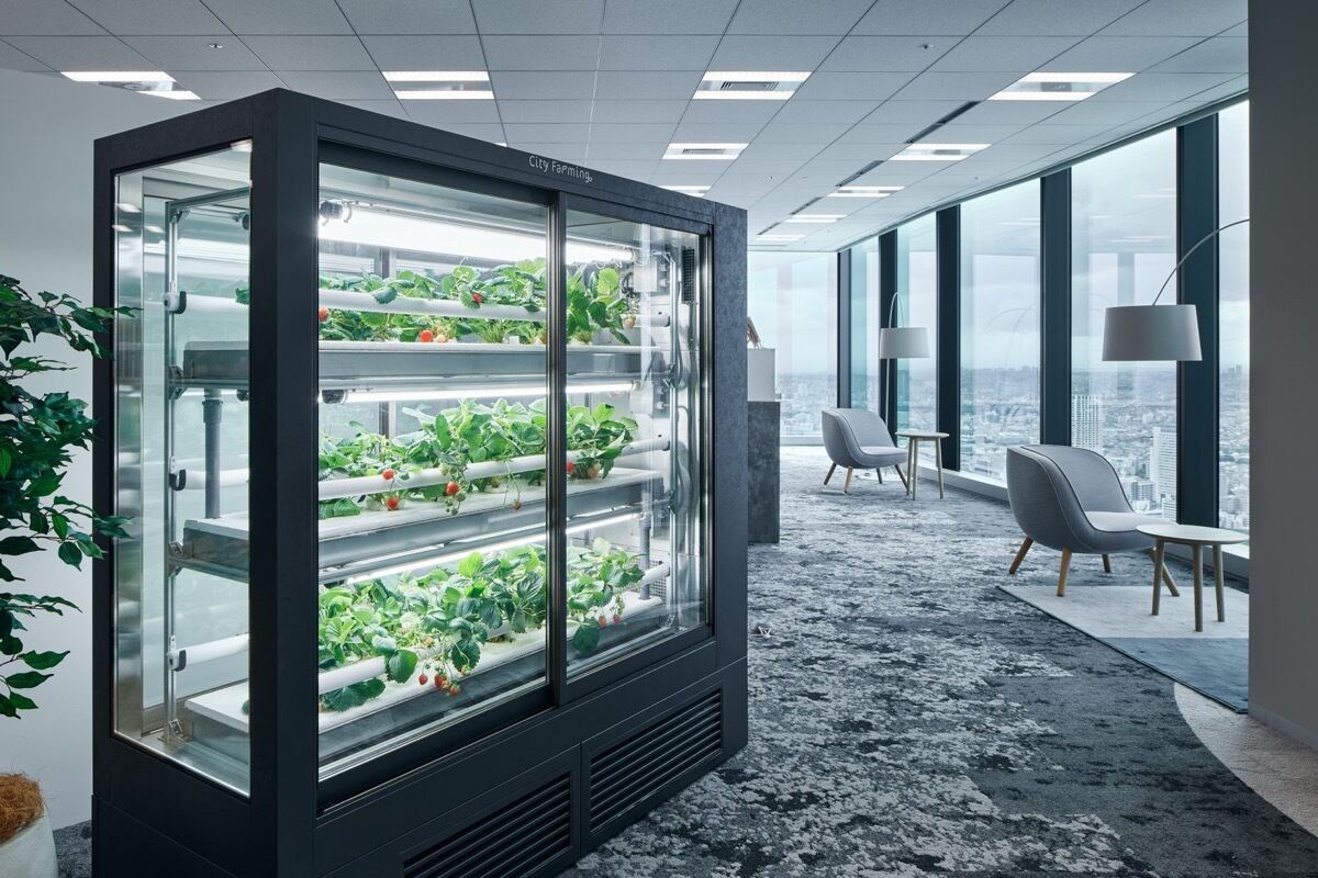 日販×オカムラ、都心のオフィスでいちごを栽培する植物工場パッケージを開発