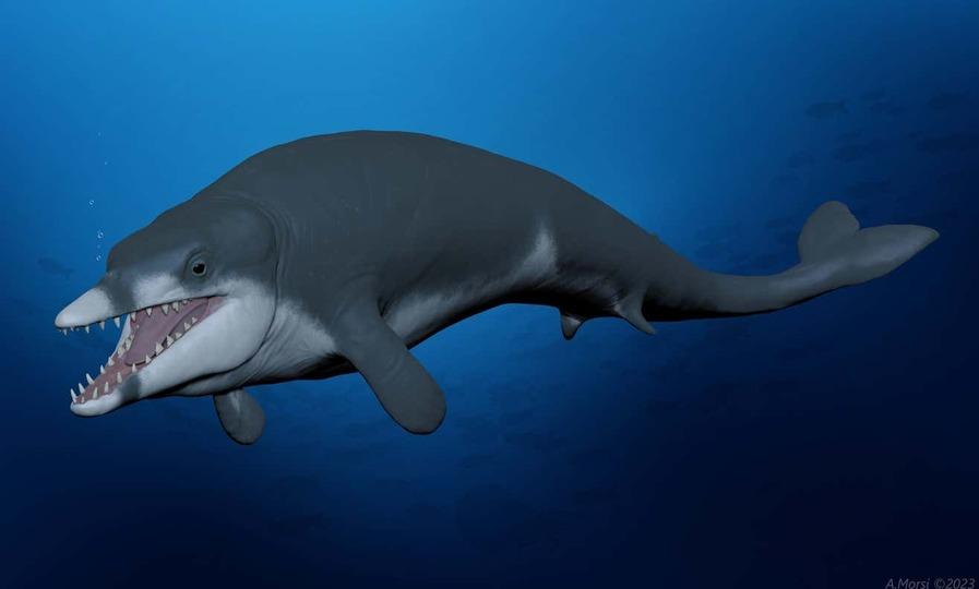 体長約2.5m。史上もっとも小さなクジラの化石が発見される