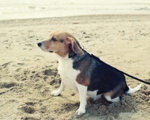 砂浜に埋めた彼女に迷い犬が…海水浴でのカップルの仰天体験「かなり人の視線を感じた」