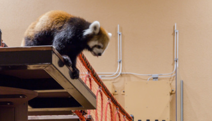 静岡市で「夜の動物園」開催、17時30分から20時30分まで3日間限定