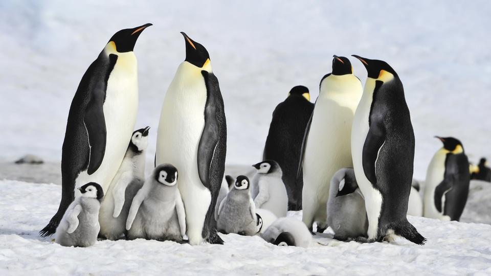 ここにも温暖化の影響が…南極の氷減少によりコウテイペンギンの雛が大量死