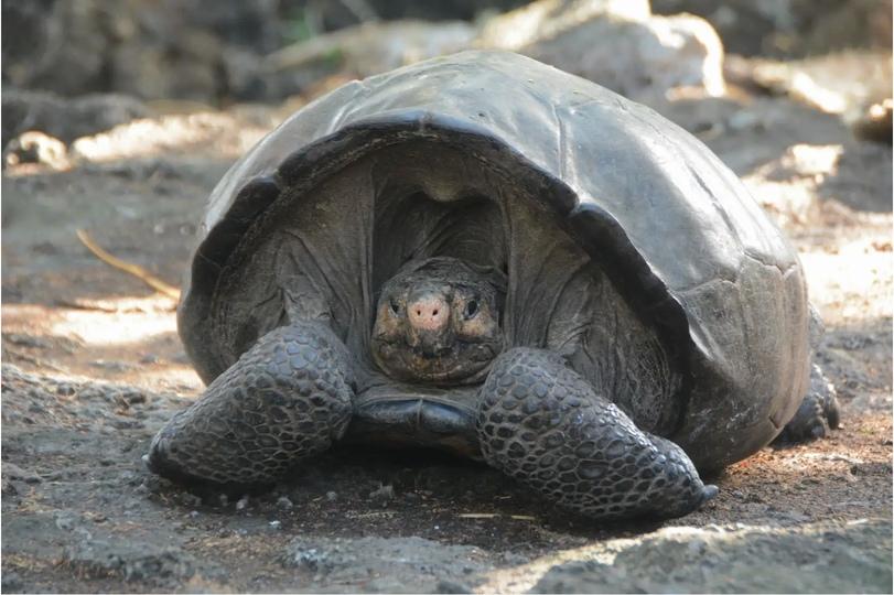 ガラパゴス諸島で発見されたゾウガメのフェルナンダ、じつは絶滅動物の生き残りだった説