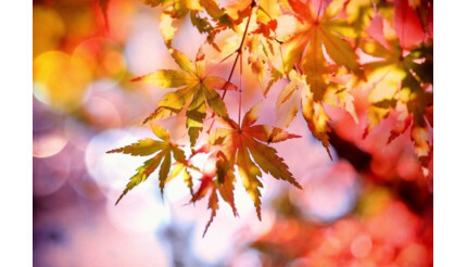 東北で紅葉を楽しもう！ 秋の観光スポットおすすめ5選