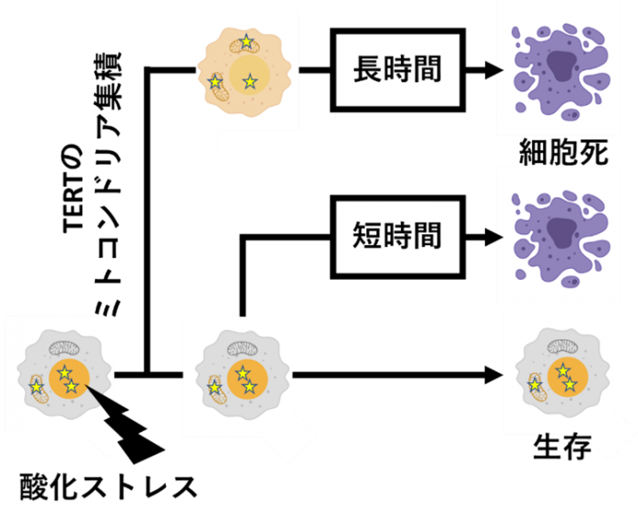 がん細胞が細胞死を制御する仕組み、一端を解明 副作用抑え治療に期待 東大