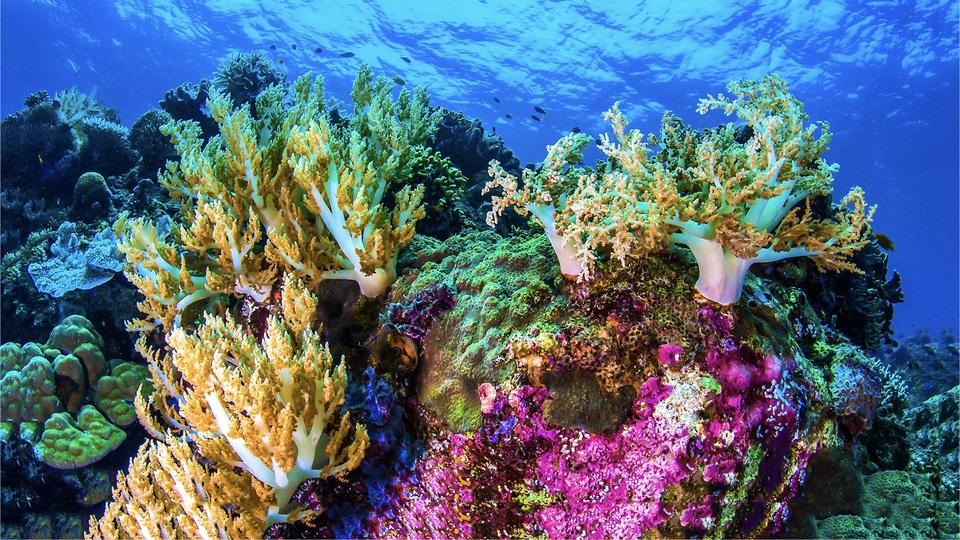 サンゴを冷凍保存する新技術。絶滅が危惧されるサンゴ礁保全に明るい兆し